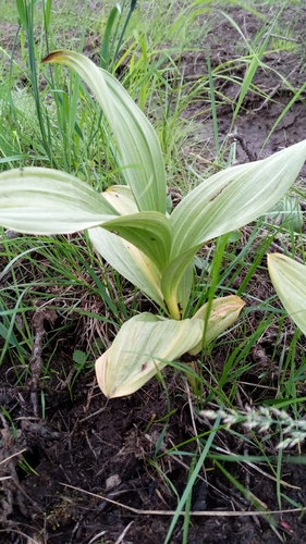 Veratrum oxysepalum iNat (3)