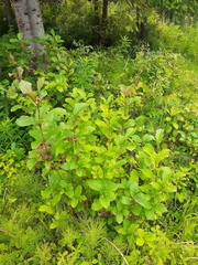 Lonicera involucrata involucrata