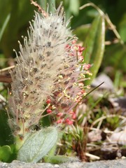 Diplodictyae