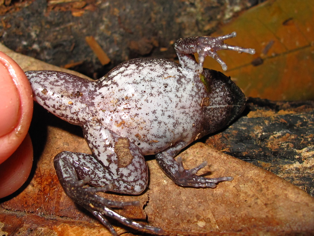 Bolivian Bleating Frog