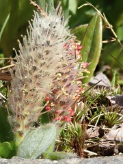 Diplodictyae