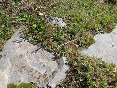 Diplodictyae