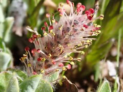Diplodictyae