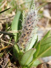 Diplodictyae