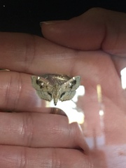 Lamprosema baracoalis