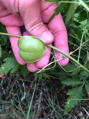 Cardiospermum halicacabum