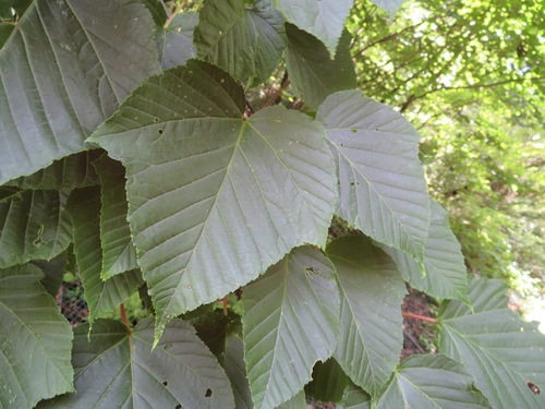 Image of Acer capillipes by (c) Marco Mussita, some rights reserved (CC BY)
