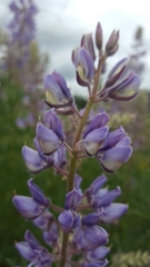 Lupinus albicaulis