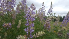 Lupinus albicaulis