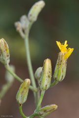 Crepis pleurocarpa