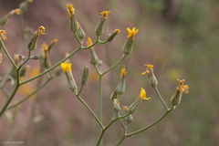 Crepis pleurocarpa