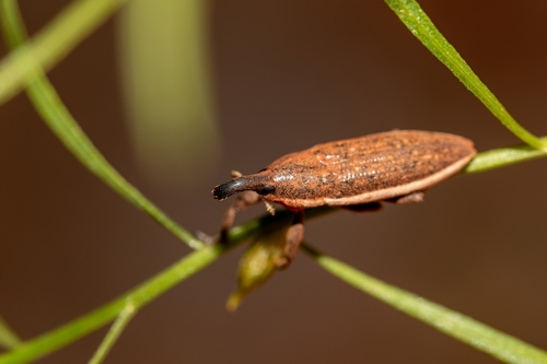 Lixus amplexus