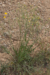 Crepis pleurocarpa