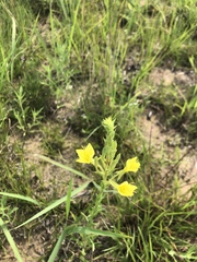 Oenothera clelandii