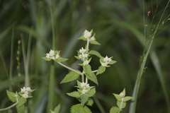Eupatorium pubescens