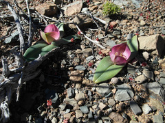 Colchicum coloratum