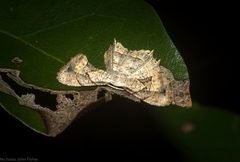 Epiplema quadristrigata