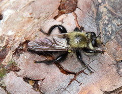 Laphria virginica
