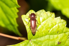 Diplostethus carolinensis