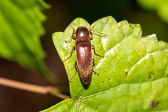 Diplostethus carolinensis