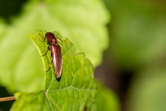 Diplostethus carolinensis