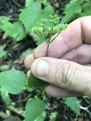 Thaspium trifoliatum