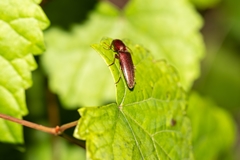 Diplostethus carolinensis