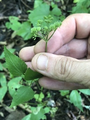 Thaspium trifoliatum