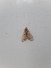 Parapoynx badiusalis