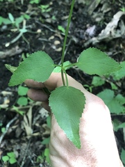 Thaspium trifoliatum