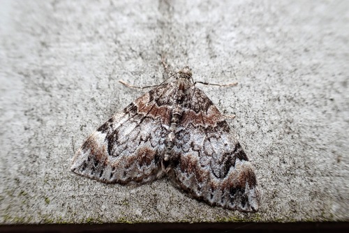 Dark Marbled Carpet photo 3
