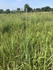 Hieracium longipilum