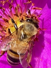 Apis mellifera