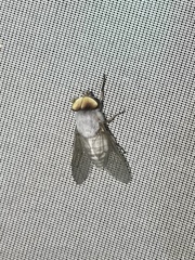 Leucotabanus annulatus