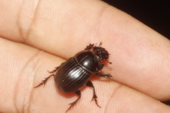 Copris lugubris
