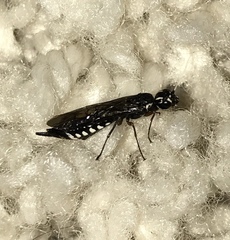 Xiphydria maculata