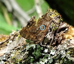 Polygonia comma