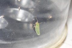 Draeculacephala clypeata