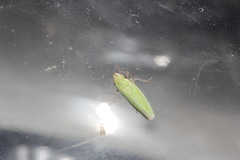 Draeculacephala clypeata