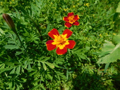 Tagetes lunulata