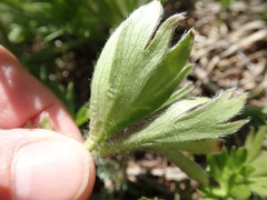 Anemonastrum zephyrum