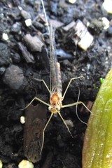 Maccaffertium terminatum placitum