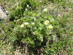 Anemonastrum zephyrum
