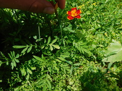 Tagetes lunulata