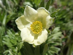 Anemonastrum zephyrum