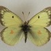 Colias philodice eriphyle - Photo (c) Jacob Bell,  זכויות יוצרים חלקיות (CC BY-NC), הועלה על ידי Jacob Bell