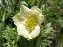 Anemonastrum zephyrum