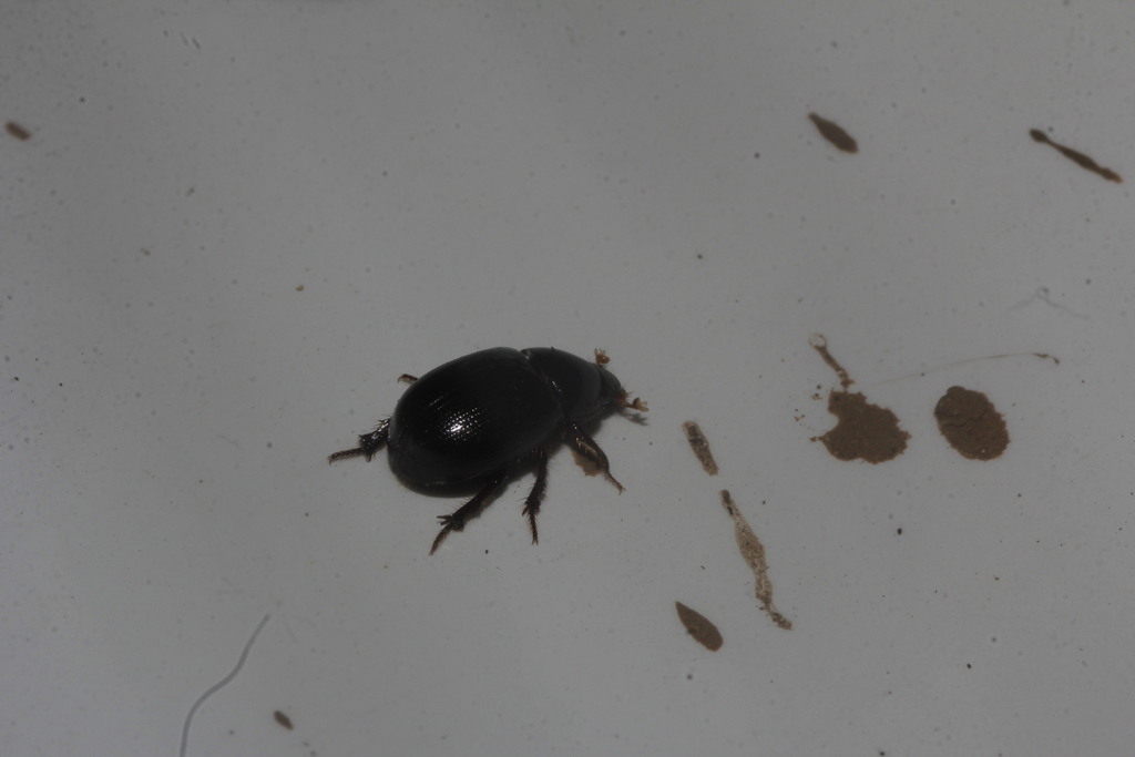 Illiger's Scavenger Scarab