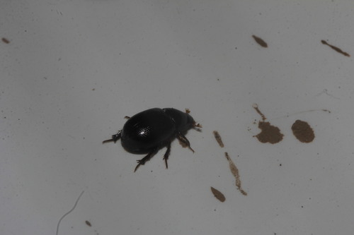 Illiger's Scavenger Scarab