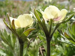 Anemonastrum zephyrum